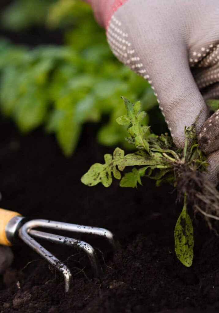 A person wearing gardening gloves pulls a weed from dark soil, with a small hand rake lying nearby and green plants growing in the background.