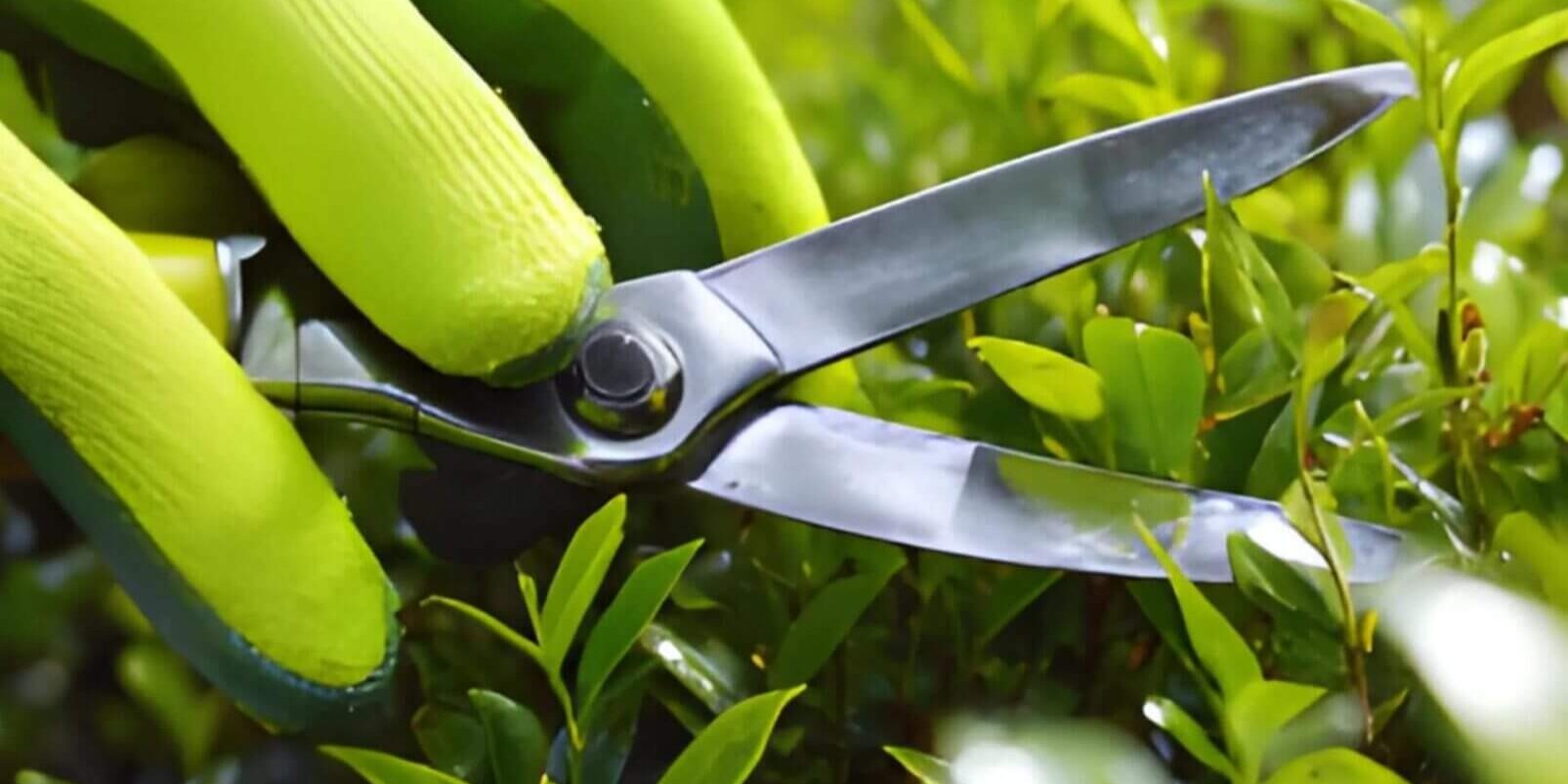 A person wearing bright green gardening gloves trims green leafy bushes with metal pruning shears outdoors.