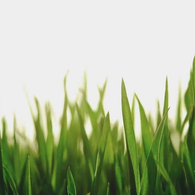 Close-up of green grass blades with a bright, white sky background. The grass is in sharp focus in the foreground, gradually becoming blurred towards the back, creating a fresh and vibrant look.